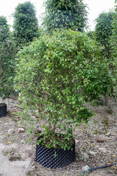 绿化树单棵