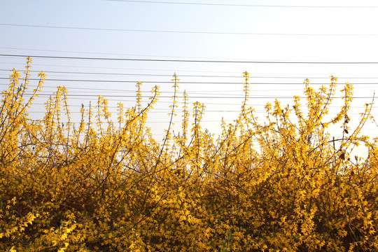 迎春花丛