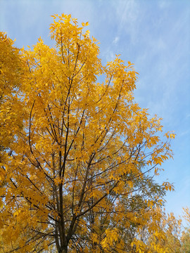 秋天树木