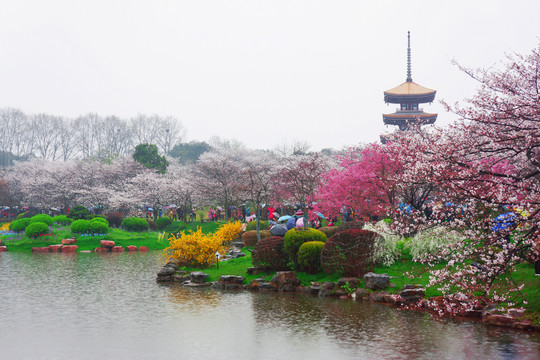 武汉东湖樱花园