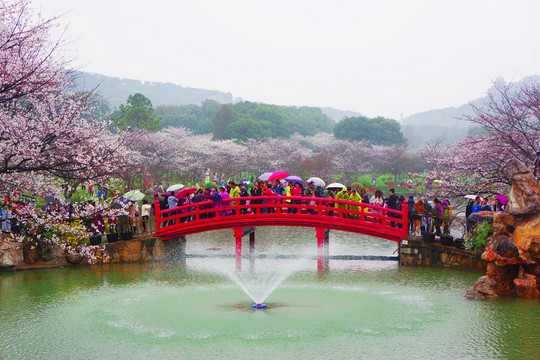 武汉东湖樱花园