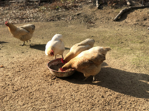 散养土鸡