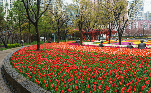 郁金香花海