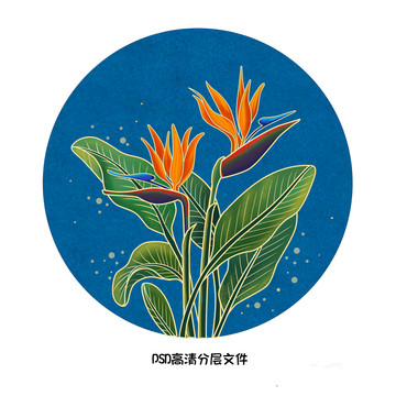 天堂鸟插画手绘