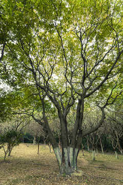 唯美树林风景画