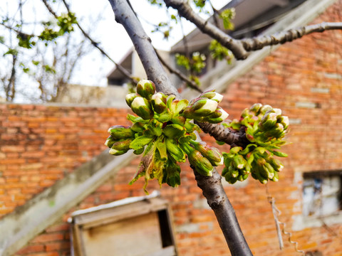 樱桃花