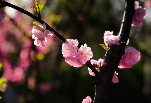 春暖花开