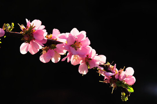 春暖花开