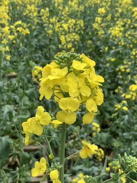 油菜花