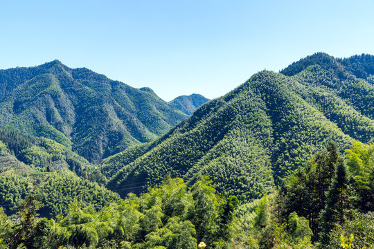 竹林青山