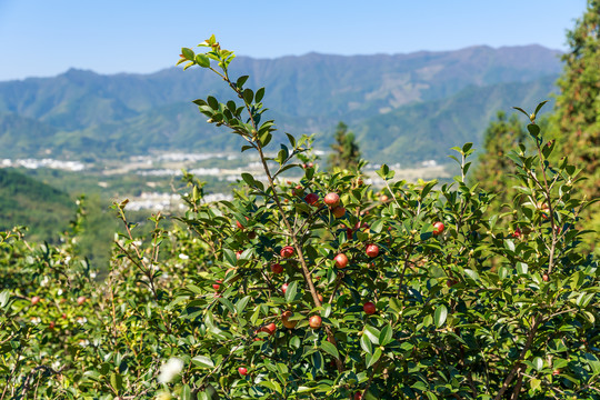 油茶树油茶果