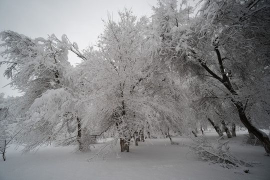 雪景