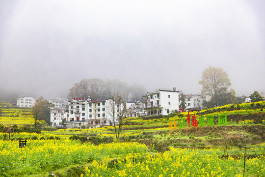 江岭油菜花田园风光