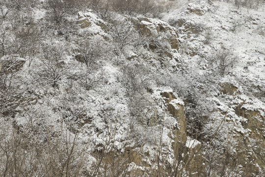 雪景