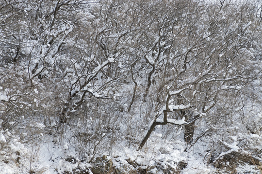 雪景