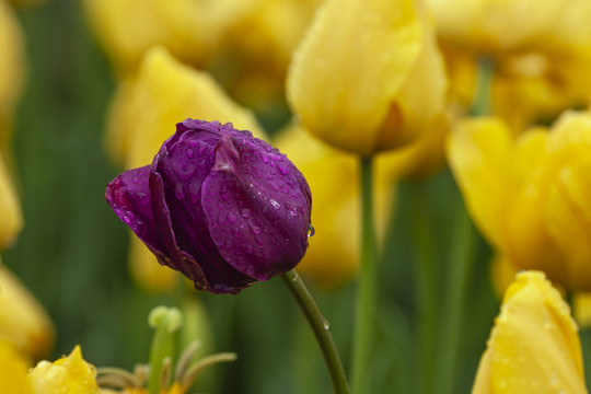 紫色水珠郁金香花蕾