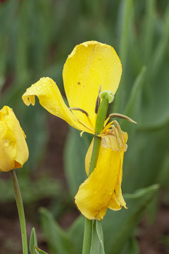 郁金香花瓣