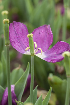 水珠紫色郁金香
