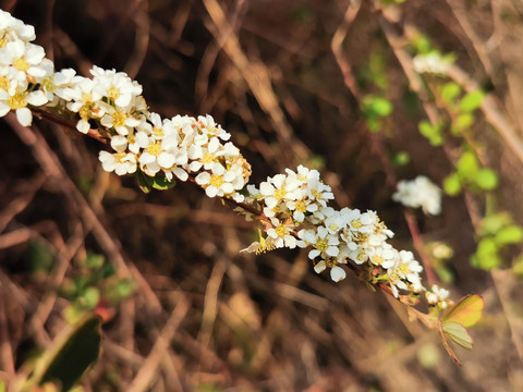 绣线菊