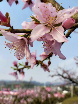 桃花