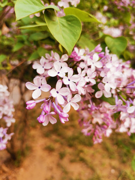 丁香花