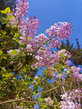 丁香花