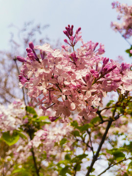 丁香花