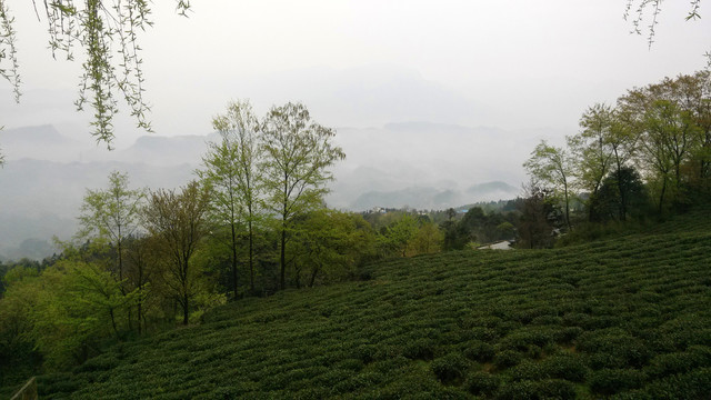 雅安蒙顶山茶园