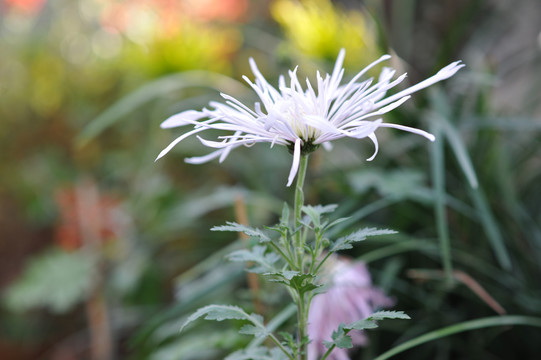 菊花素材