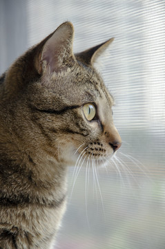 狸花猫注视窗外