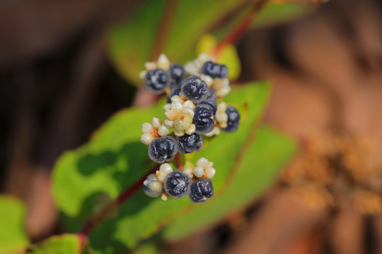 六瓣蓝莓