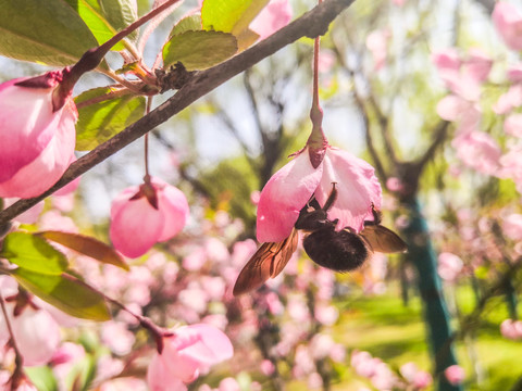 蜜蜂采蜜