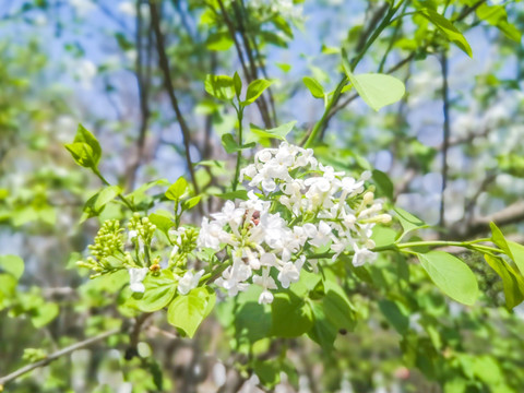 丁香花