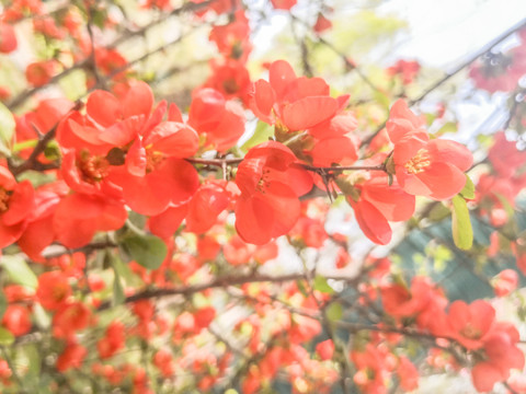 贴梗海棠