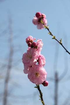 重瓣榆叶梅