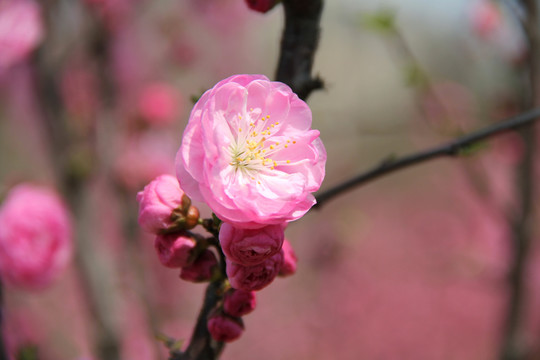 重瓣榆叶梅