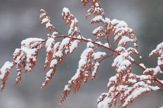 春雪