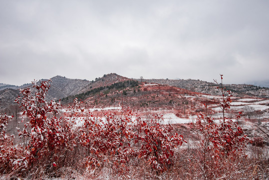 春雪