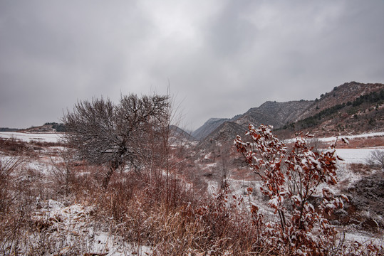 春雪