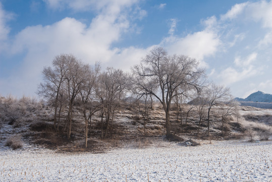 春雪