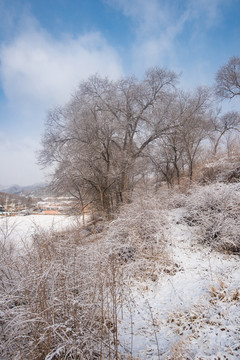 春雪