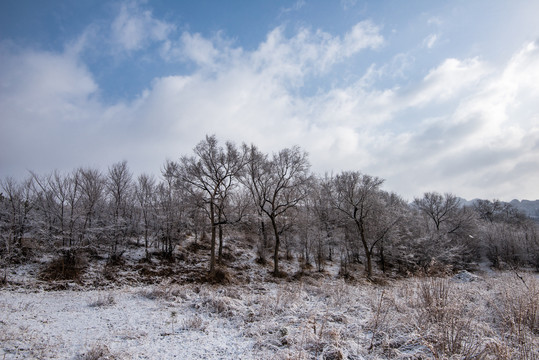 春雪