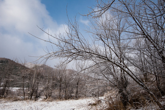 春雪