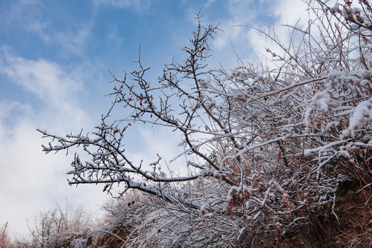 春雪