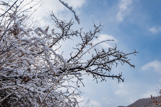 春雪