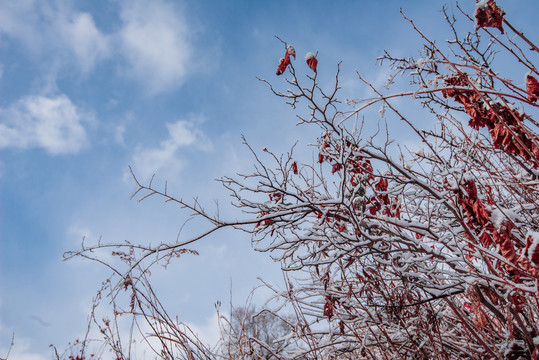 春雪