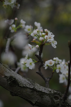 梨花