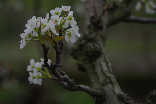 梨花