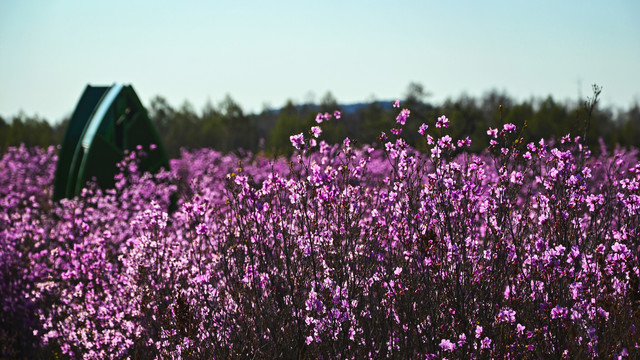 红杜鹃花