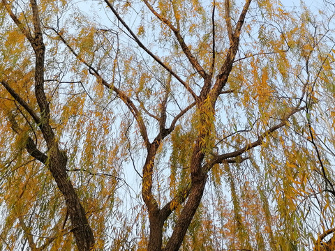 深秋的柳树